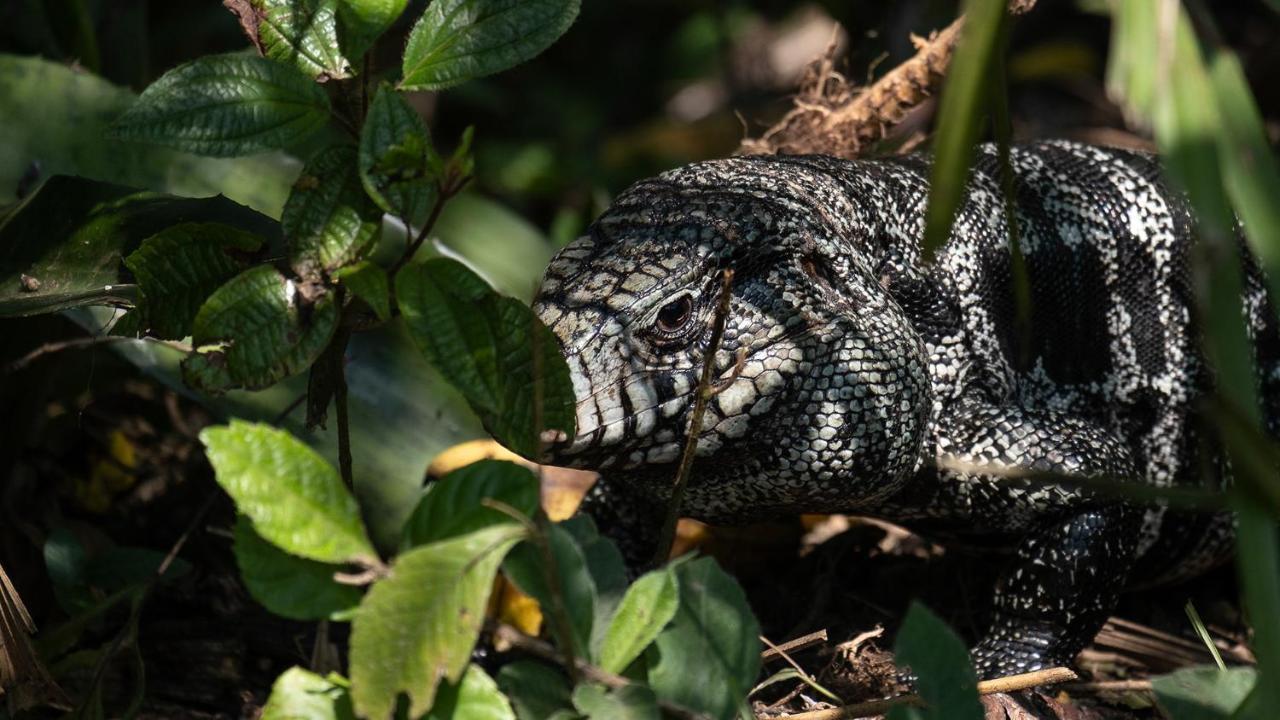 Pousada Salve Floresta Tapirai Εξωτερικό φωτογραφία