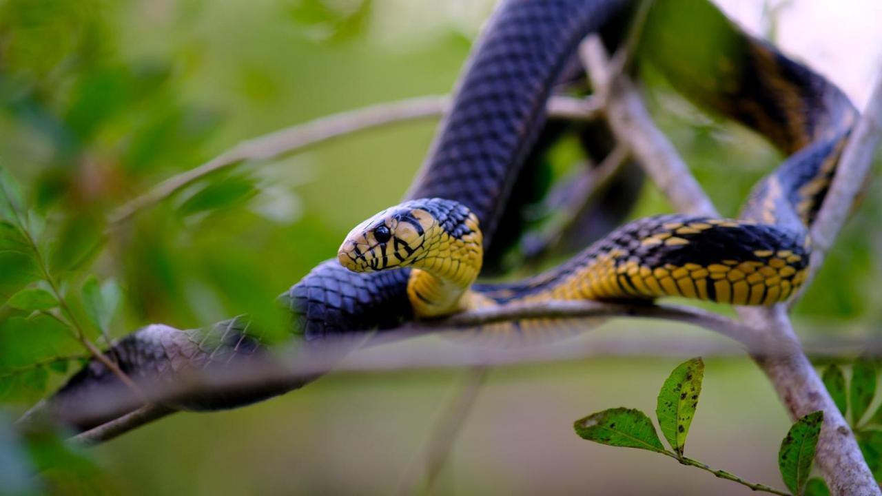 Pousada Salve Floresta Tapirai Εξωτερικό φωτογραφία